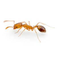 Изображение муравья