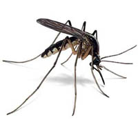 Изображение комара